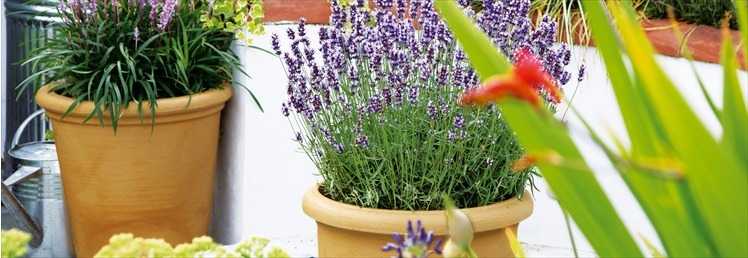 Garden Pots, Planters, Hanging Baskets & Urns