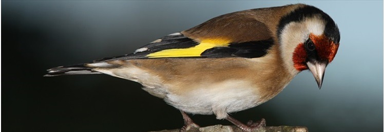Bird Care