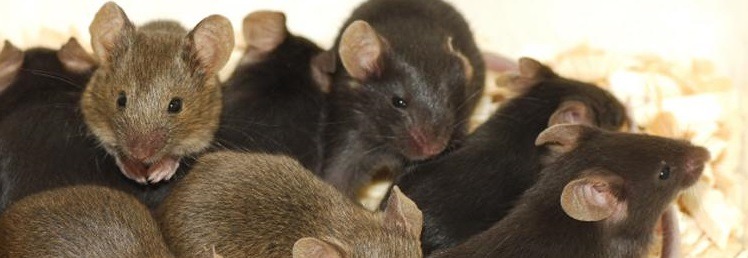 Rat & Mice Killers / Deterrents