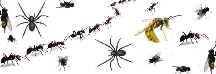 Household Pest Killers & Repellents