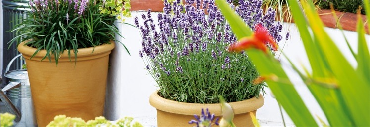 Planters and Pot Holders