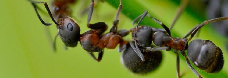 Household Pest Killers & Repellents