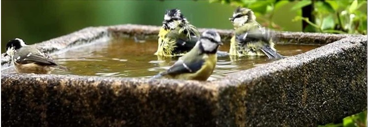 Bird Baths