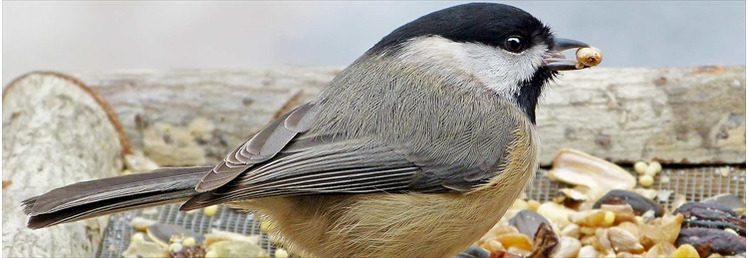 Bird Food