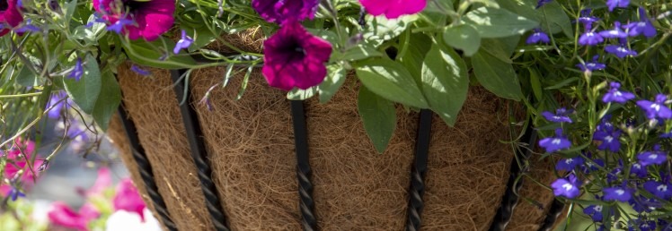 Hanging Baskets, Window Boxes & Hayracks