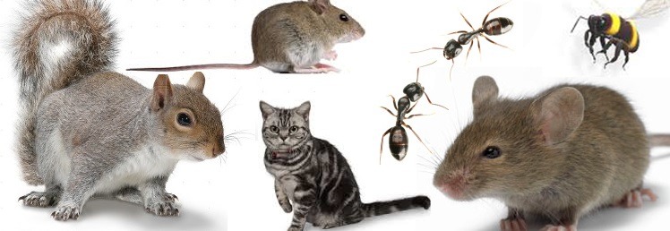 Pest Control