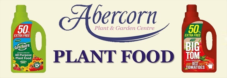 Abercorn - Plant Food