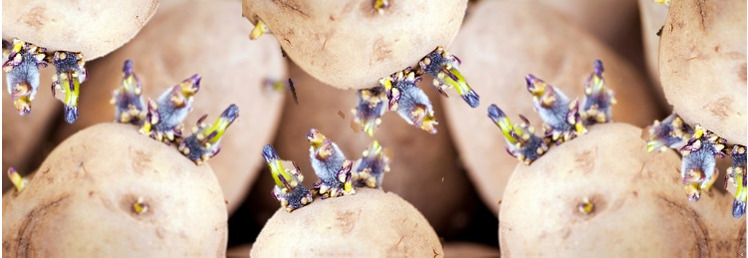 Seed Potatoes, Bulbs, Dahlias & Onion Sets
