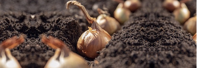 Onion Sets and Garlic Bulbs