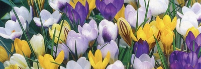 Crocus Bulbs