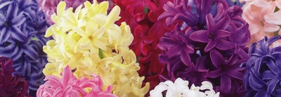 Hyacinth Bulbs