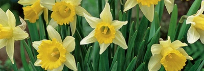 Narcissi Bulbs