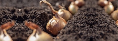 Onion & Garlic Sets