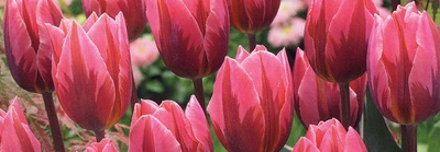 Tulip Bulbs