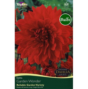 Garden Wonder Dahlia Tuber - Taylors Bulbs