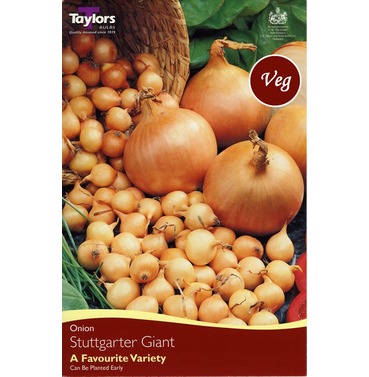 Onion Set Stuttgarter Giant - 50 Pack - Taylors Bulbs