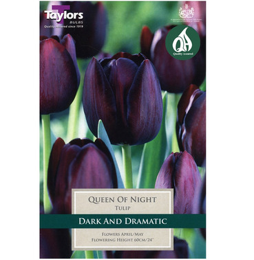 Tulip Queen Of Night Bulbs