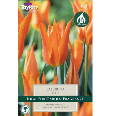 Tulip Ballerina Bulbs