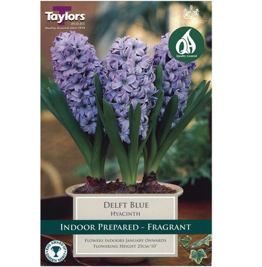 Hyacinth Delft Blue Bulbs