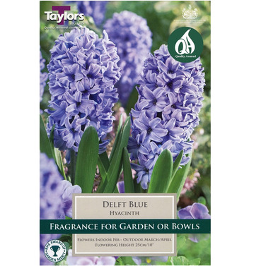 Hyacinth Delft Blue Bedding Bulbs