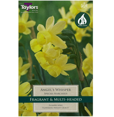 Narcissus Angels Whisper Bulbs