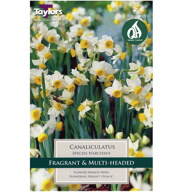 Narcissi Canaliculatus Bulbs