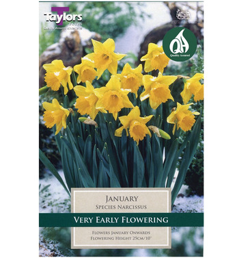 Narcissi January Bulbs