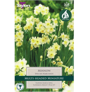 Narcissi Minnow Bulbs