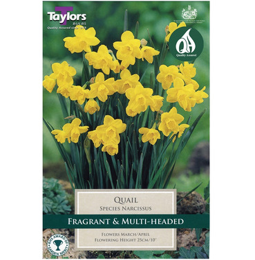 Narcissi Quail Bulbs