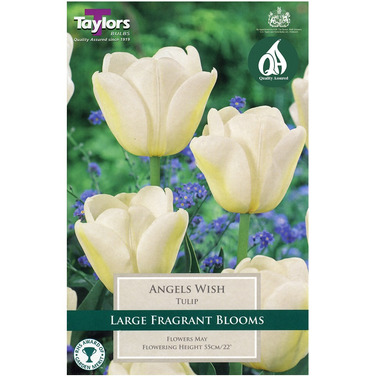 Tulip Angels Wish Bulbs