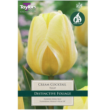 Tulip Cream Cocktail Bulbs