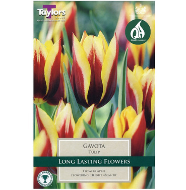 Tulip Gavota Bulbs