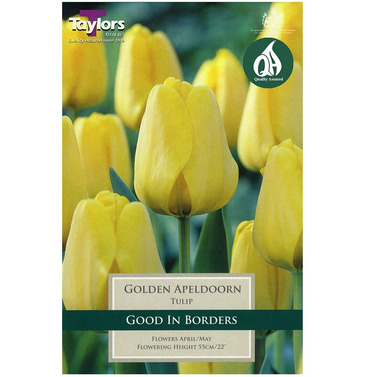 Tulip Golden Apeldoorn Bulbs