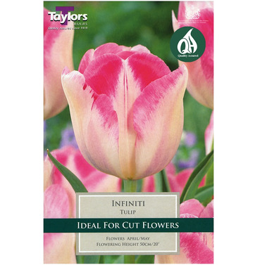 Tulip Infiniti Bulbs