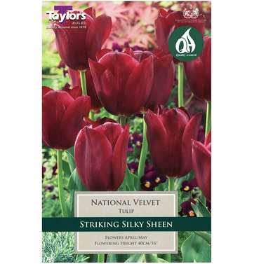 Tulip National Velvet Bulbs