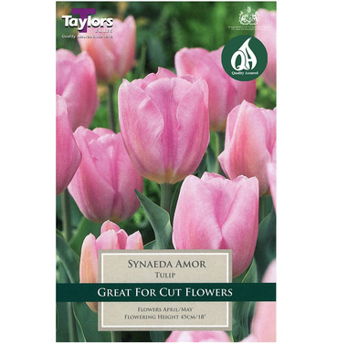 Tulip Synaeda Amor Bulbs