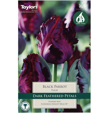 Tulip Black Parrot Bulbs