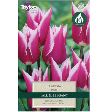 Tulip Claudia Bulbs