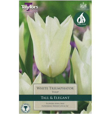 Tulip White Triumphator Bulbs