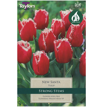 Tulip New Santa Bulbs