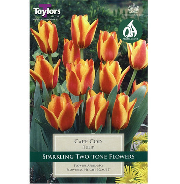 Tulip Cape Cod Bulbs