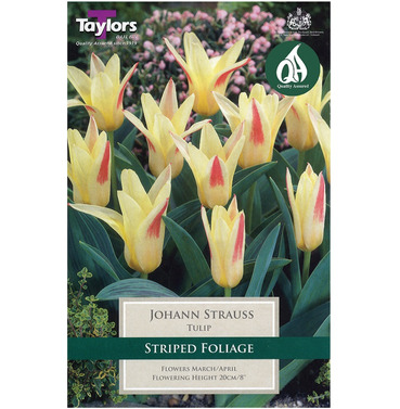 Tulip Johann Strauss Bulbs