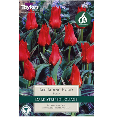 Tulip Red Riding Hood Bulbs