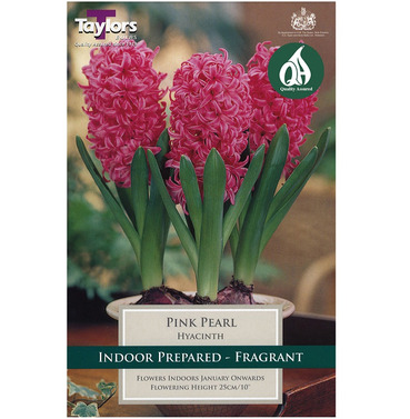 Hyacinth Pink Pearl Bulbs