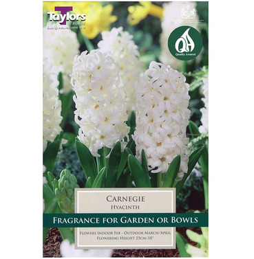 Hyacinth Carnegie Bulbs