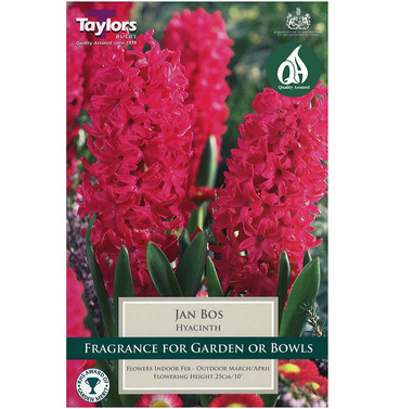 Hyacinth Jan Bos Bulbs