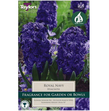 Hyacinth Royal Navy Bulbs