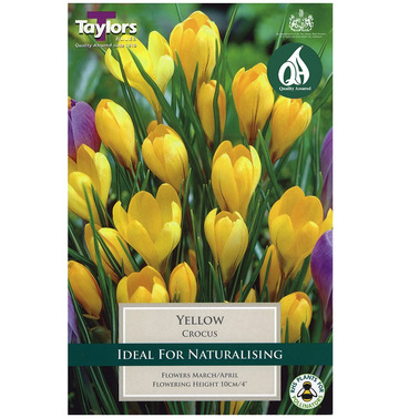 Crocus Yellow Bulbs