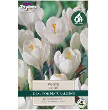 Crocus White Bulbs