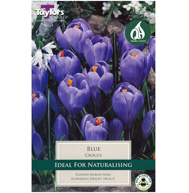 Crocus Blue Bulbs